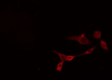 SHANK2 / SHANK Antibody