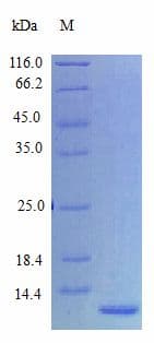 Human EPGN / Epigen Protein (Recombinant)
