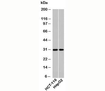 Polyclonal Rabbit anti-Human HOXA9 Antibody (N-Terminus, WB)