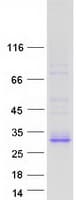 Human FAM3B Protein (Recombinant Myc-DDK (Flag))
