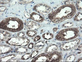 TSC22D1 / TSC22 Antibody (clone OTI3B10)