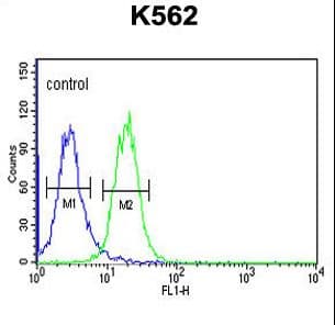 RHBG Antibody (aa423-450)