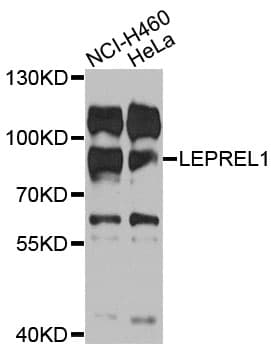 P3H2 / LEPREL1 Antibody