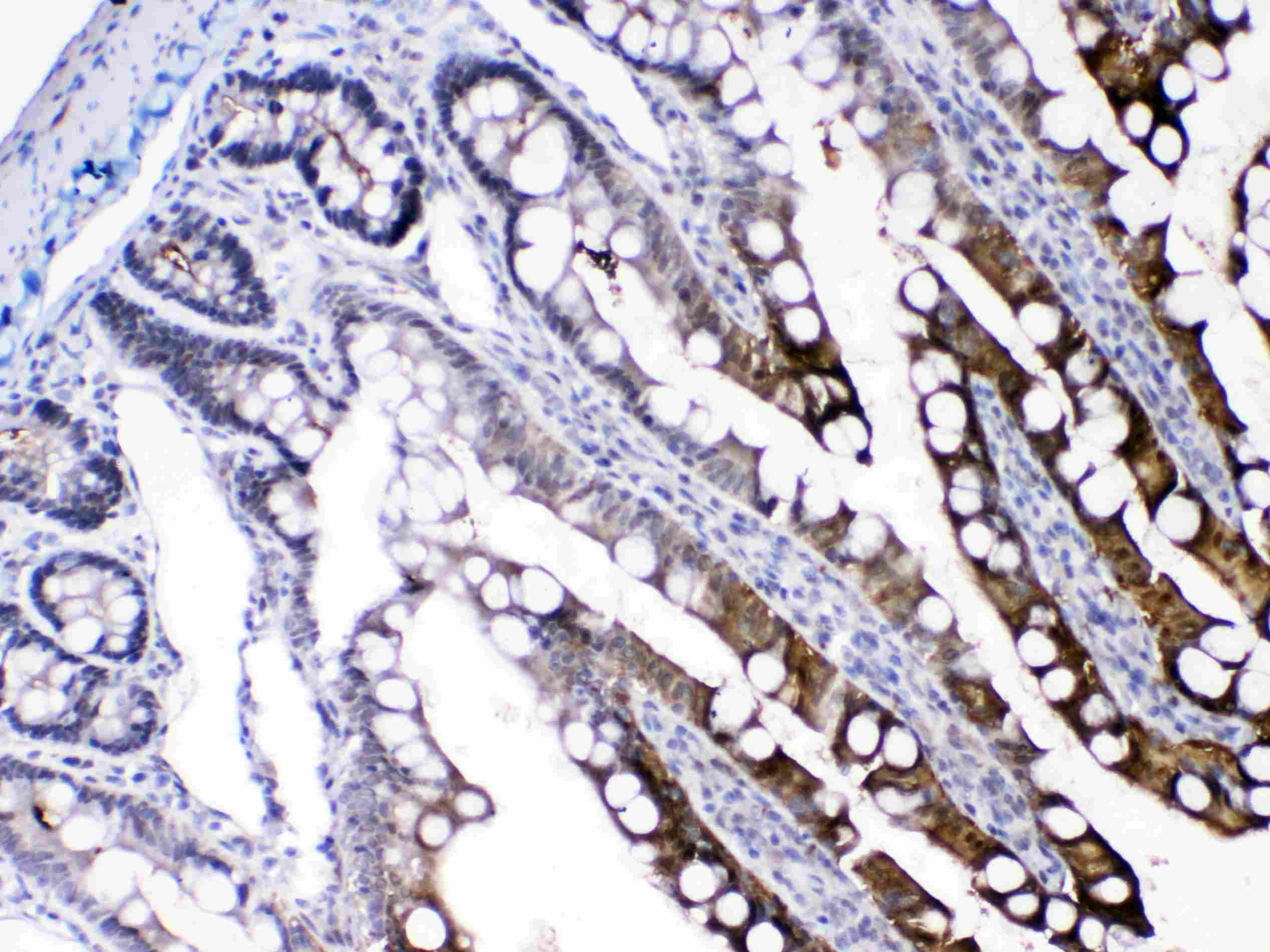 Polyclonal Rabbit anti-Mouse I-FABP / FABP2 Antibody (IHC, WB)