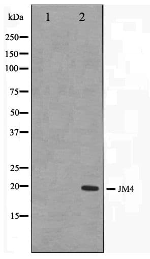PRAF2 Antibody