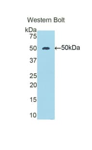 ENO3 / Enolase 3 Antibody (aa3-434)