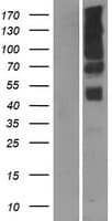 FRA9F Protein (Over-Expression Lysate Myc-DDK (Flag))