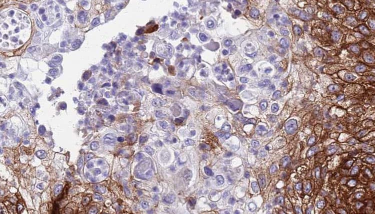 Polyclonal Rabbit anti-Human CDH9 / Cadherin 9 Antibody (IHC, IF, WB)