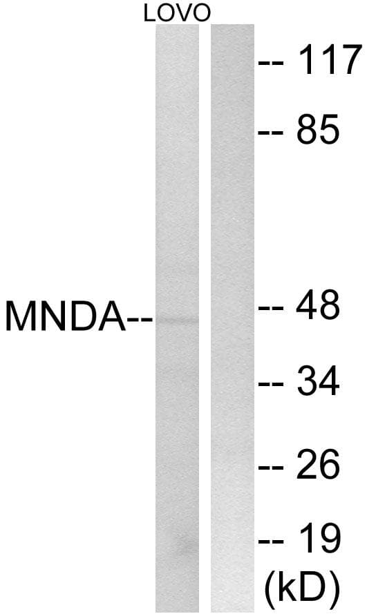 MNDA Antibody