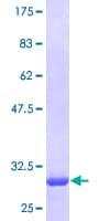 Human POLR2K Protein (Recombinant GST)