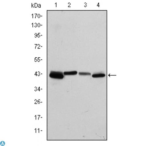 KRT19 / CK19 / Cytokeratin 19 Antibody