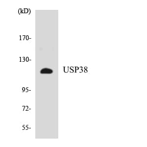 USP38 Antibody (aa534-583)