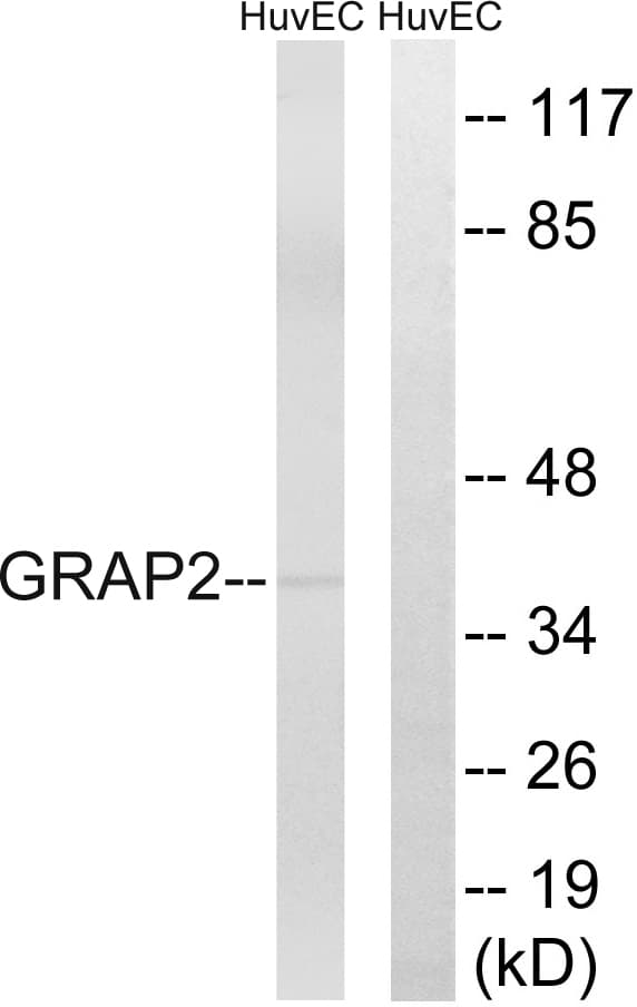GRAP2 / GRID Antibody (aa121-170)