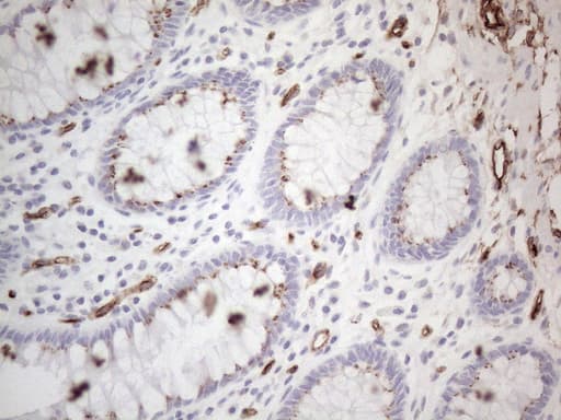 CD34 Antibody (aa312-385, clone OTI11A5)
