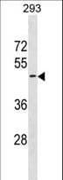 GPR151 Antibody (aa352-381)