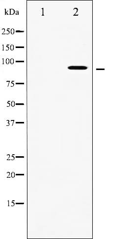 RPS6KA5 / MSK1 Antibody (phospho-Ser376)