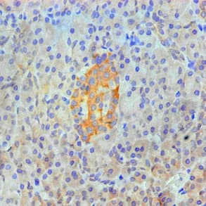 Monoclonal Mouse anti-Human ANXA2 / Annexin A2 Antibody (clone 1A1E1, IHC, WB)