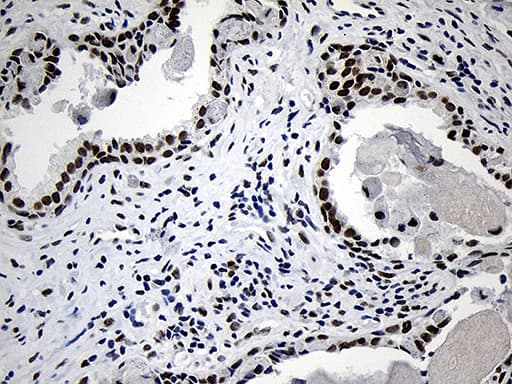 NABP1 / OBFC2A Antibody (clone OTI6B10, Carrier-free)