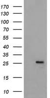 MRPS34 Antibody (clone OTI4E8, Carrier-free)