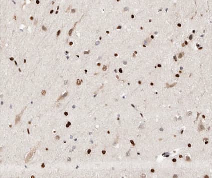 UBR5 Antibody
