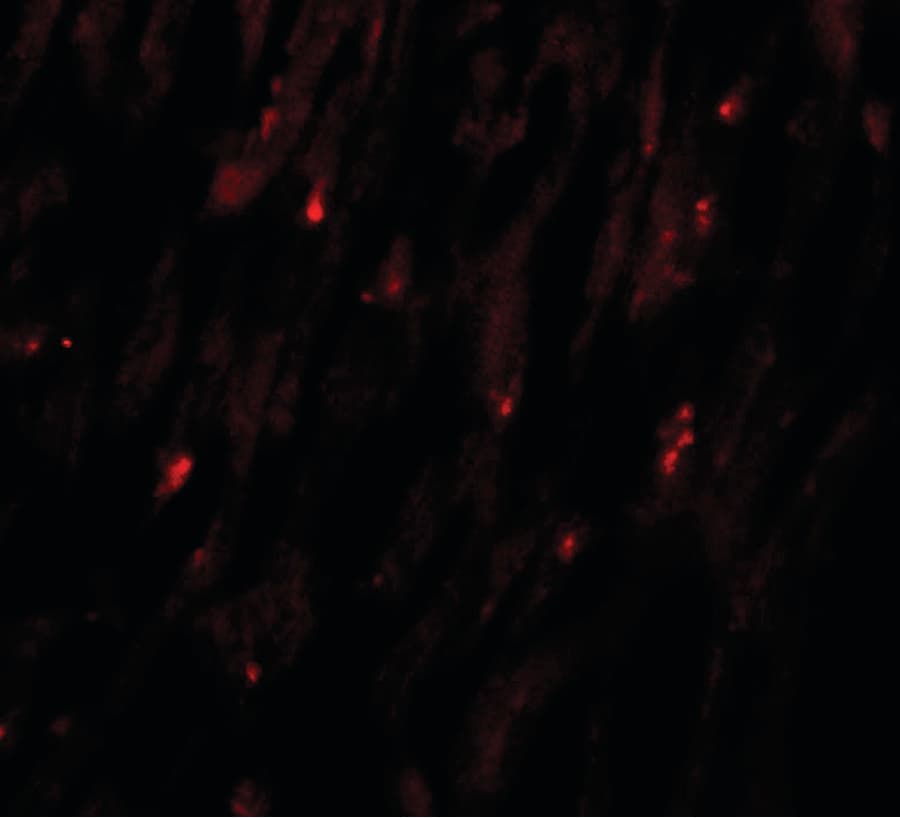 IHC-plus™ MLIP Antibody