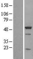 BAG5 Protein (Over-Expression Lysate Myc-DDK (Flag))