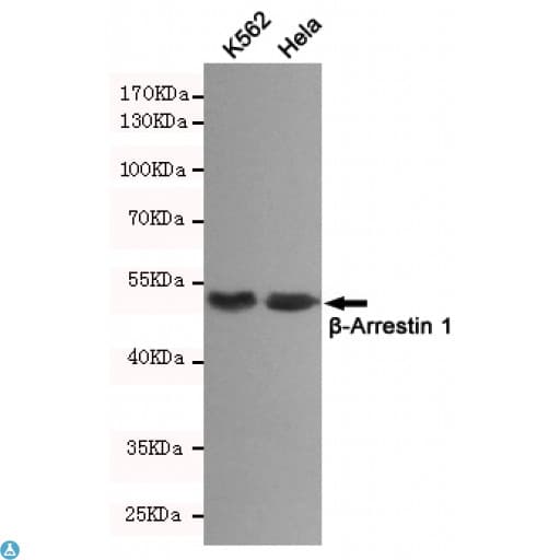 ARRB1 / Beta Arrestin 1 Antibody