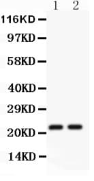 CD3E Antibody (aa23-207)