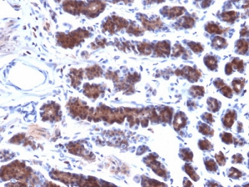 Monoclonal Mouse anti-Human MSLN / Mesothelin Antibody (clone MSLN/2131, IHC)