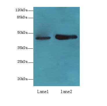 LMNTD1 / IFLTD1 Antibody