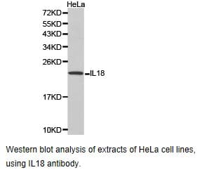 Polyclonal Rabbit anti-Human IL18 Antibody (WB)