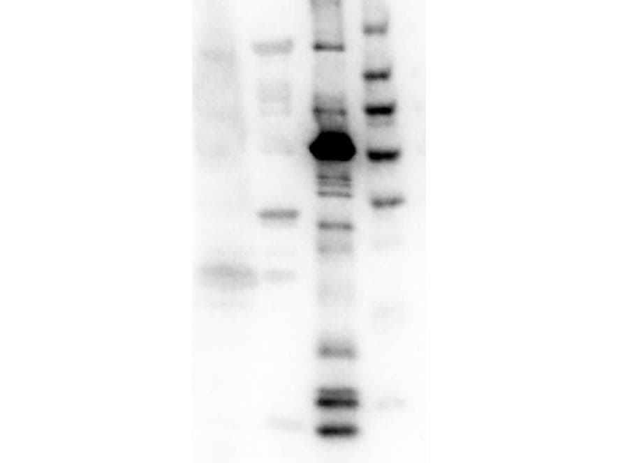 KIF11 / EG5 Antibody