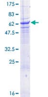 Human SLAMF1 / SLAM / CD150 Protein (Recombinant GST)
