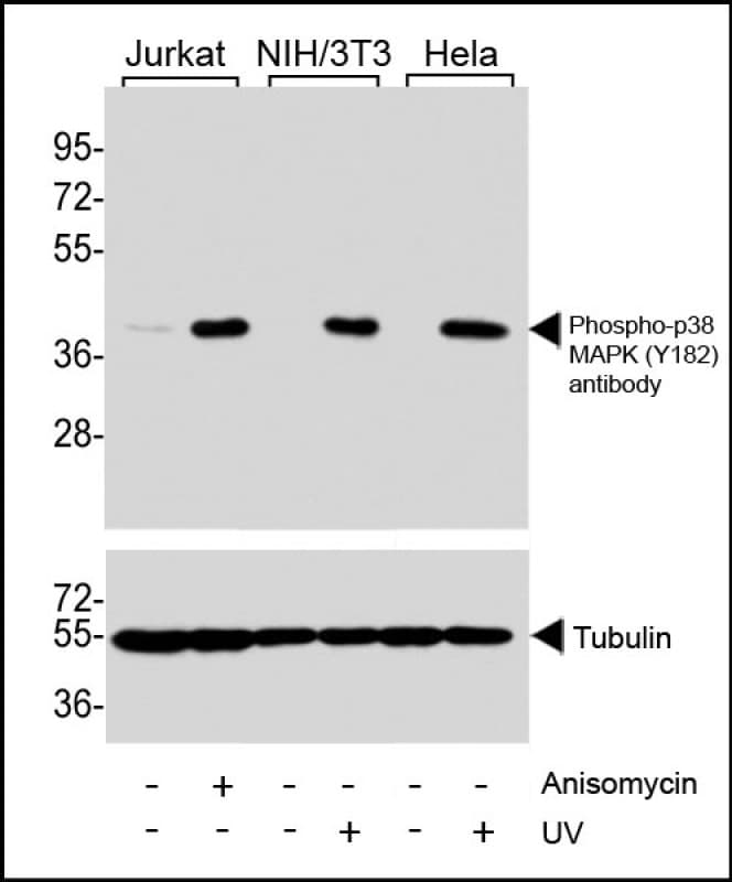 MAPK11 / SAPK2 / p38 Beta Antibody (phospho-Tyr182)