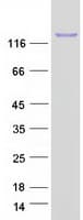 Human C19orf57 Protein (Recombinant Myc-DDK (Flag))