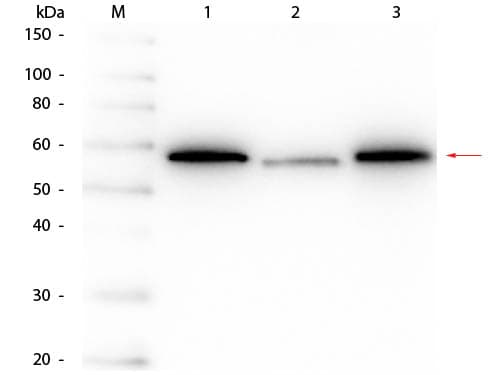 AKT1 Antibody (Internal, clone 14E5.16C8.25F6)