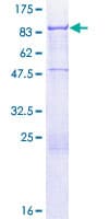Human GCP60 / ACBD3 Protein (Recombinant GST)