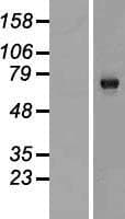 KIAA0226L Protein (Over-Expression Lysate Myc-DDK (Flag))