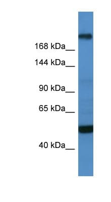 Polyclonal Rabbit anti-Human TCF20 Antibody (C-Terminus, WB)