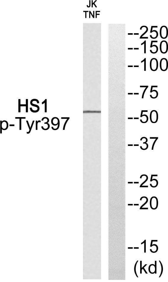 HCLS1 Antibody (phospho-Tyr397)