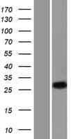 KLK2 / Kallikrein 2 Protein (Over-Expression Lysate Myc-DDK (Flag))