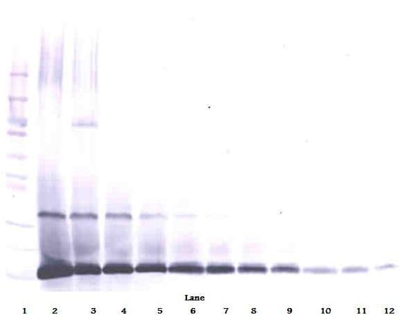 IL7 Antibody (Biotin)
