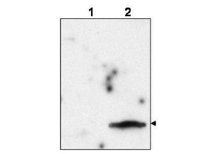 FIV p15 Antibody (Internal)