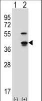 CDK3 Antibody (aa249-277)