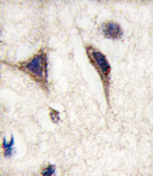 Polyclonal Rabbit anti-Human MAPT / Tau Antibody (Ser720, IHC, WB)