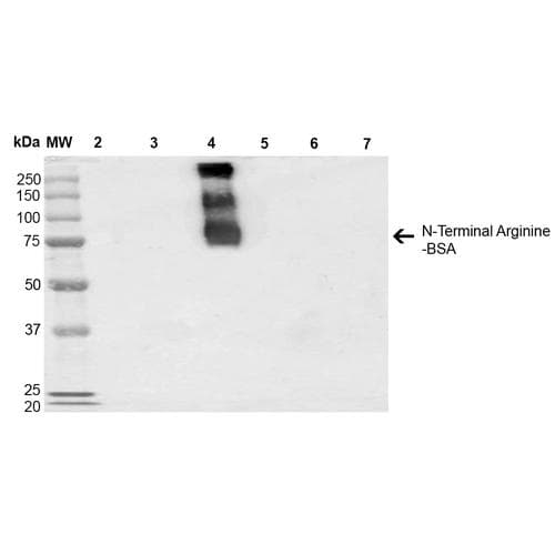 N-terminal Arginine Antibody (clone 4A9, PerCP)