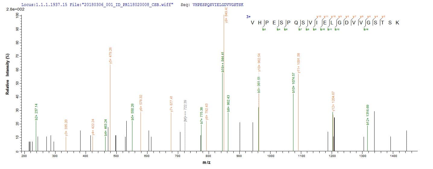 Neisseria meningitidis nadA Protein (Recombinant 6His, N-terminus)