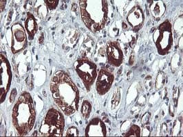 PDE1B Antibody (clone OTI6E4)