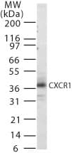 Polyclonal Rabbit anti-Human CXCR1 Antibody (WB)