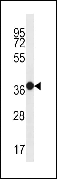 MUC15 Antibody (aa209-237)